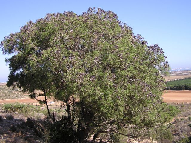 Medio Ambiente valla una parcela en el Parque Regional de Calblanque para proteger del ganado 240 ejemplares de ciprés de Cartagena