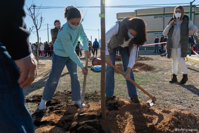 Comienza la plantación de árboles en los centros educativos de Cartagena
