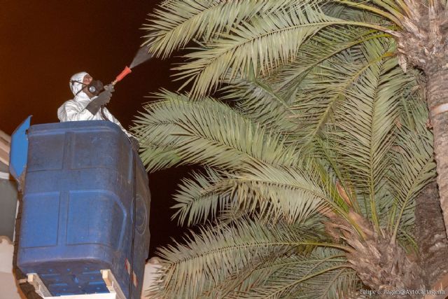 El Ayuntamiento reanuda la campaña contra el picudo rojo