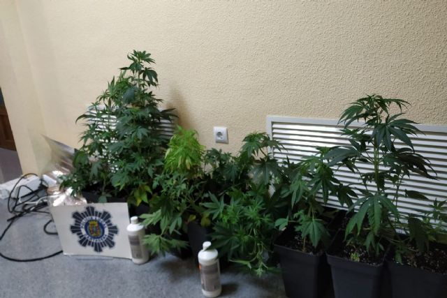 Incautadas 16 macetas de marihuana en una vivienda del Casco Histórico de Cartagena