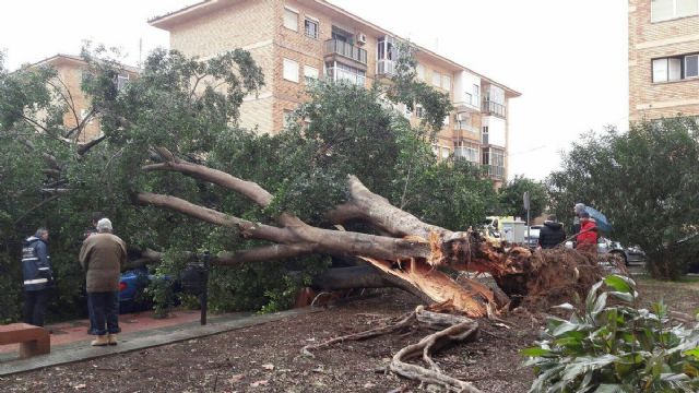 Cae un arbol de grandes dimensiones en la barriada Jose Maria Lapuerta