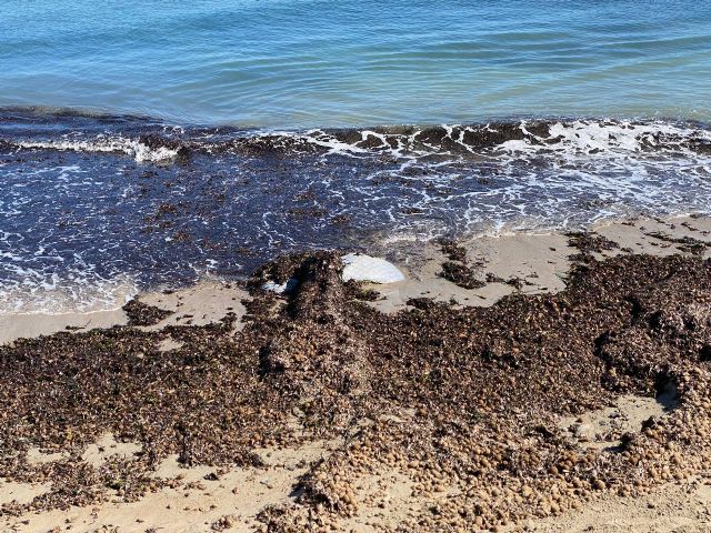 MC enuncia que N. Arroyo y López Miras buscan provocar un toque de queda