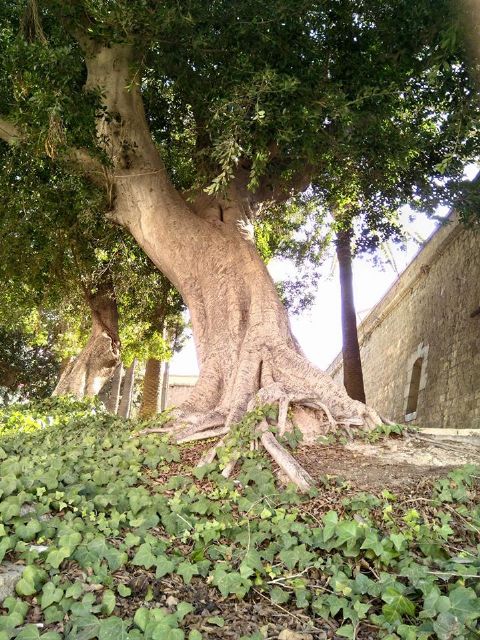 Cs Cartagena pide que se reactive el proyecto para crear una ordenanza específica para proteger el arbolado de interés local