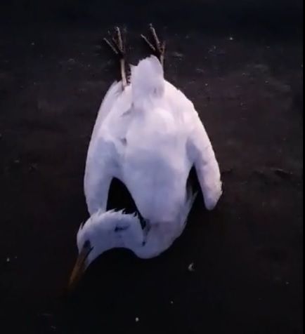 Ante los riesgos para la población, MC exige una actuación urgente en los terrenos de Zincsa