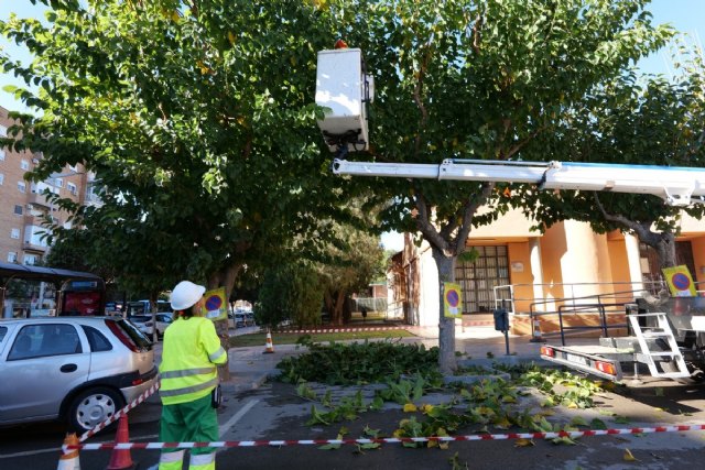 El Ayuntamiento de Cartagena realiza la poda de las moreras para favorecer copas más densas y mejorar la calidad del aire