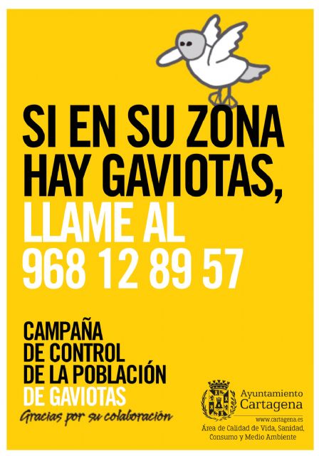 El Ayuntamiento inicia una nueva campaña para controlar la población de gaviotas pidiendo la colaboración ciudadana