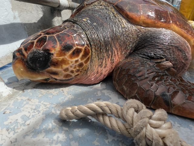 Nueva oportunidad para una vieja tortuga boba