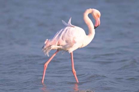 El PCAN propone la creación de un Parque Regional en las salinas de Marchamalo