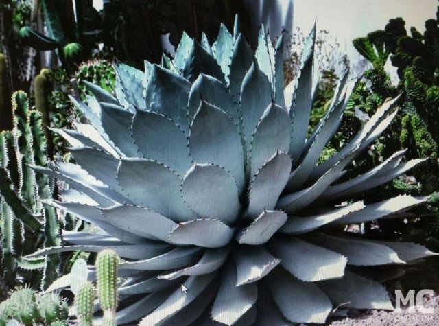 MC Cartagena denuncia la pasividad del Gobierno socialista en el Huerto de Cándido y propone medidas urgentes para salvar el centenar de especies vegetales que alberga