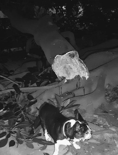 MC reclama un programa específico para árboles de gran porte