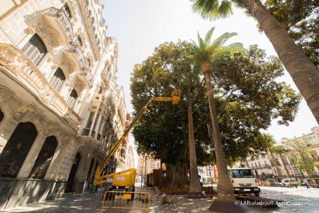 Poda de ficus en la plaza de San Francisco