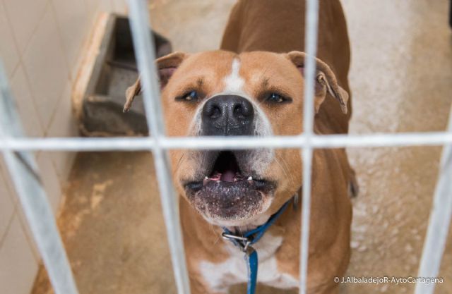 Los cartageneros podrán adoptar una mascota este sábado en la Feria de Adopción