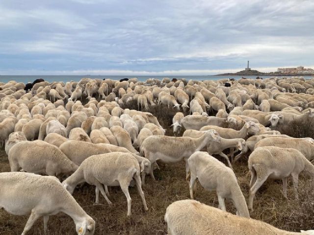 MC exigirá al Gobierno regional que adecúe y proteja las vías pecuarias de Cartagena