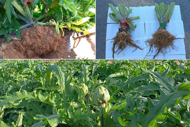 El biocarbón demuestra en cultivos de alcachofa su viabilidad como alternativa a los fertilizantes químicos