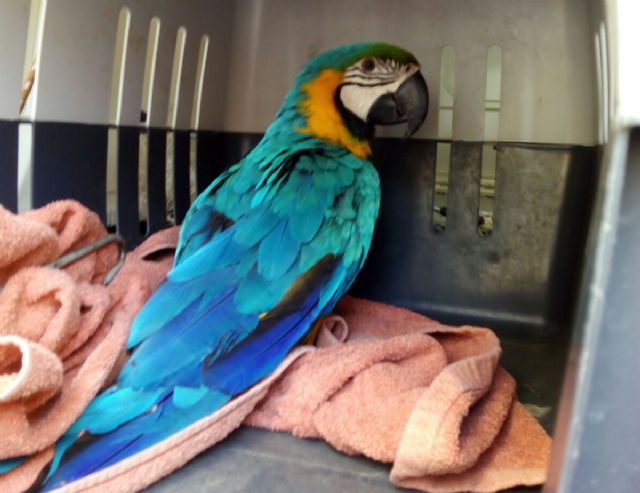 La Policia Local de Cartagena rescata un loro que se encontraba desorientado en la via publica