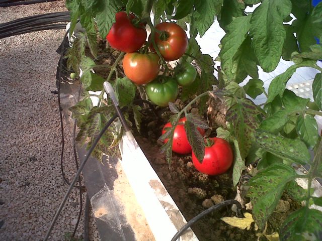 La UPCT recomienda el uso del compost para mejorar la fertilidad y retención hídrica de los suelos agrícolas