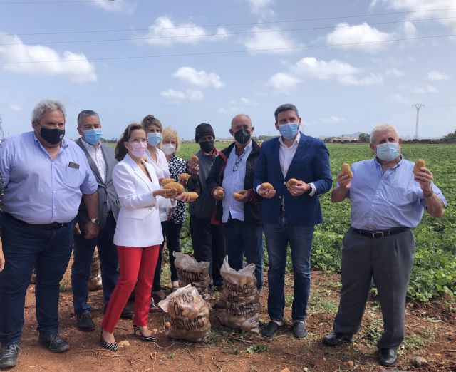 La Comunidad respalda la obtención de una figura de calidad diferenciada para la patata del Campo de Cartagena