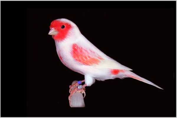 Concurso de canarios de color en el Palacio de Deportes