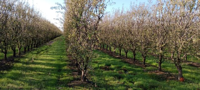 Estudian cómo las cubiertas vegetales mejoran la sostenibilidad de los cultivos en seto