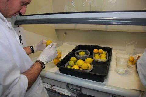 La empresa AgroMediterránea busca ingenieros agrónomos de la UPCT