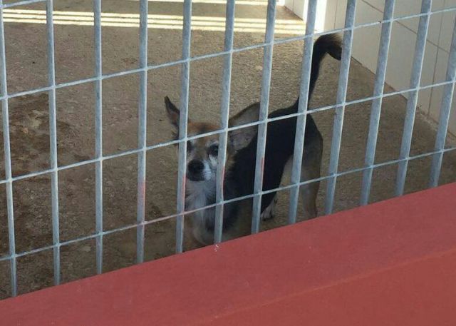 La Policía Local de Cartagena rescata a un perro que se encontraba abandonado mas de una semana en un balcón