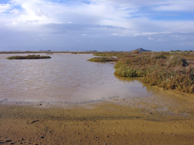 Inscripción abierta para una limpieza en el Saladar Lo Poyo este sábado