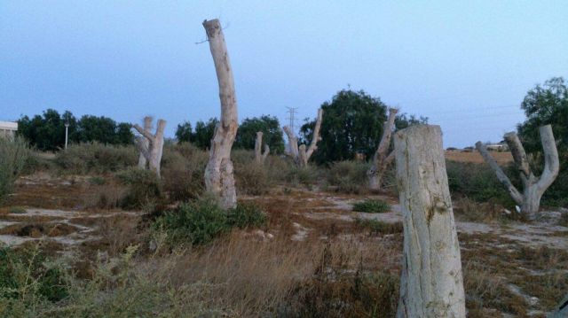 CTSSP preguntará por el mal estado de los ficus trasplantados de la avenida de América
