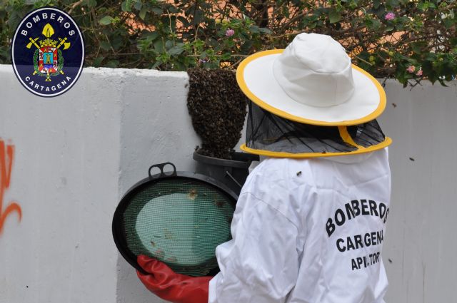 La primavera activa las actuaciones de bomberos de retirada de enjambres de abejas
