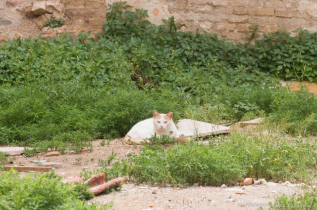 Sanidad pide a Cuatro Gatos un plan de gestión de las colonias de felinos