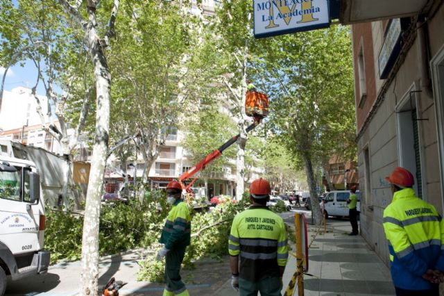 Jardines talará 17 árboles de la calle Príncipe de Asturias con peligro de caída