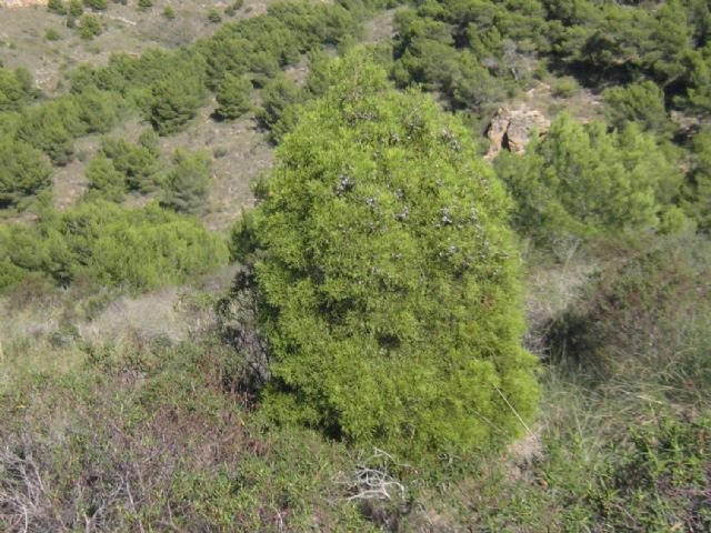 Medio Ambiente expone los trabajos del proyecto LIFE europeo para preservar los bosques de ciprés de Cartagena
