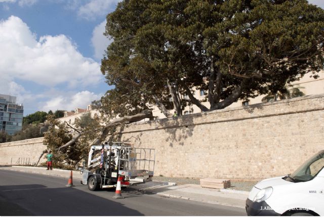 Infraestructuras retira la rama de grandes dimensiones caida de uno de los ficus centenarios de la Muralla