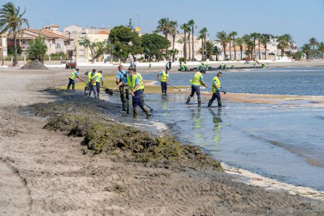 El Ayuntamiento refuerza la limpieza y retirada de algas en el Mar Menor con 16 operarios contratados de emergencia
