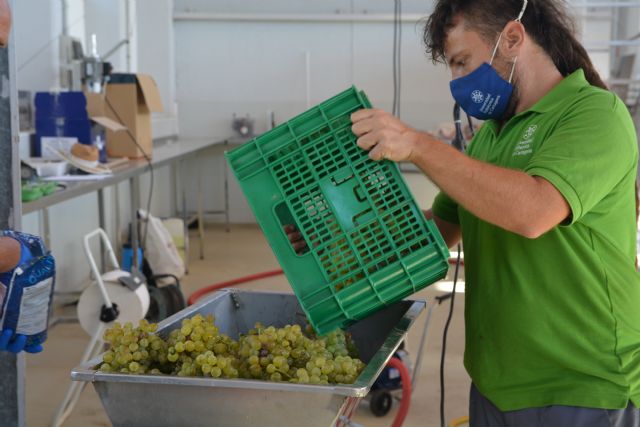 Comienza el prensado de uva para elaborar el vino Tomás Ferro