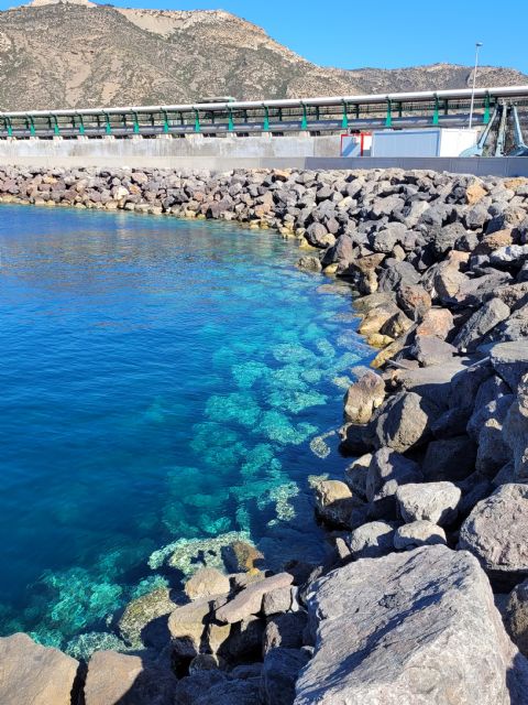 Los expertos califican de 'muy buena' la calidad de las aguas del Puerto de Cartagena