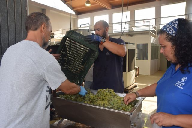 La UPCT vendimia un 25% más de uva Merseguera para su vino Tomás Ferro