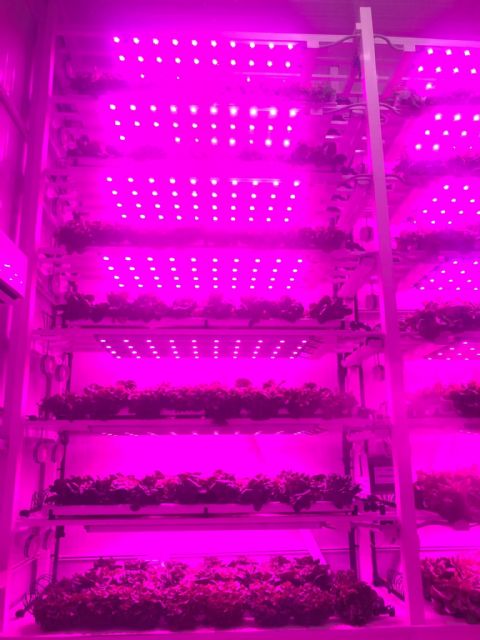 Logran con éxito cultivos verticales de lechuga y albahaca en interior de edificios utilizando lámparas led
