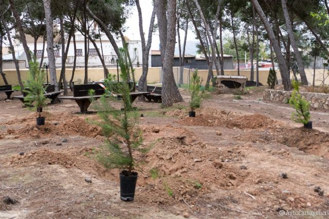 El Ayuntamiento de Cartagena y FCC Business rejuvenecen la pinada de Canteras con la plantación de un centenar de nuevos ejemplares