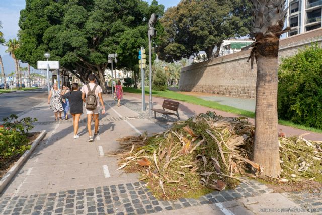 El Ayuntamiento habilita un número de teléfono para reforzar la recogida de restos vegetales en las zonas costeras de Cartagena