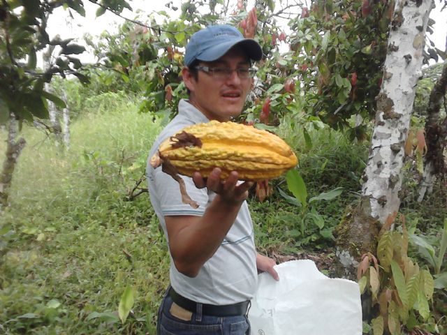 Una tesis permite certificar objetivamente la calidad del cacao y mejorar su valoración internacional
