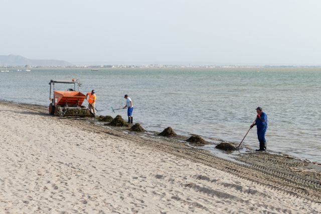 Litoral retoma la limpieza de playas y formará equipos mixtos con la CARM para la retirada de algas