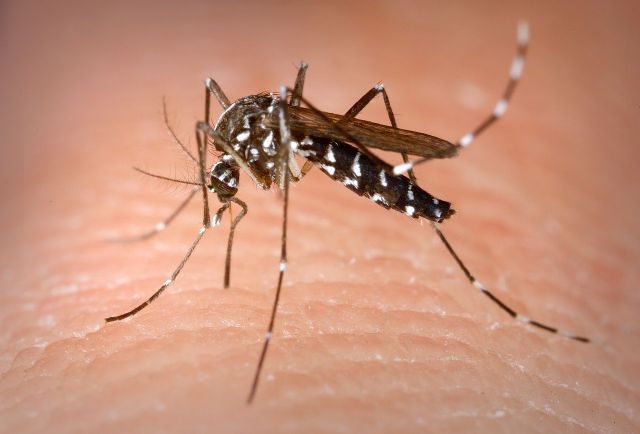 Arranca el plan de choque contra los mosquitos en las diputaciones, que requerirá el cierre de puertas y ventanas