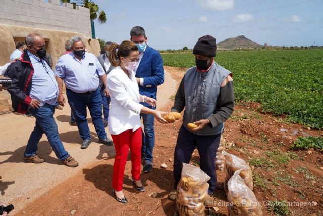 Respaldo municipal al sello de calidad de la Patata del Campo de Cartagena