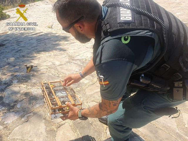 La Guardia Civil interviene casi una treintena de jilgueros capturados, al parecer, de forma ilegal