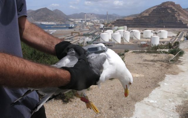 Islas e islotes del puerto de Cartagena: laboratorios al aire libre para la conservación de la biodiversidad