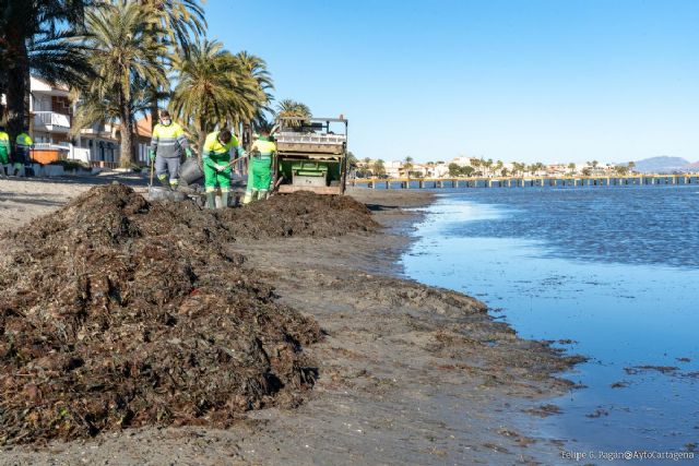 Infraestructuras sostiene que la retirada de algas en las playas del Mar Menor es la habitual y se realiza de forma manual