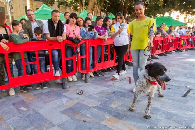 Centenares de amigos de los animales disfrutan en la Plaza San Francisco con los perros participantes en la Feria de Adopción