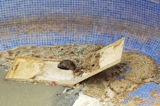 La Policía Local de Cartagena rescata un gato de una piscina vacía en Playa Honda